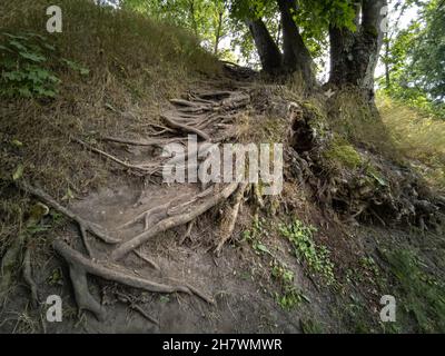 Kraftvolle Wurzeln eines alten Baumes auf dem Berg. Sommerlandschaft. Horizontales Foto. Stockfoto