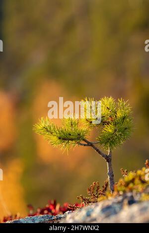 Kleine Kiefer (Pinus sylvestris), die in der finnischen Natur am Rande eines Felsens wächst Stockfoto