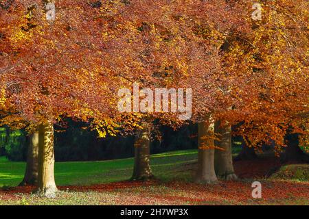 Schöne Herbstfarben im Wenkenpark, Basel, Schweiz. Stockfoto