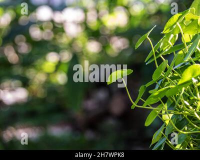 Blätter des Wassers Pennywort als grüner Hintergrund Stockfoto
