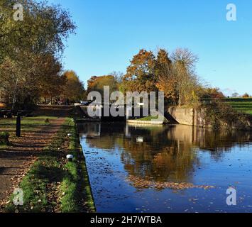 Herbstfarben spiegeln sich unter den bereits gefallenen Blättern wider, die im Wasser des Grand Union-Kanals in Richtung der Hatton-Schleusen schweben Stockfoto