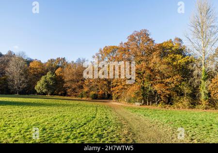 Bäume in Herbstfarben und Holzbank im Winkworth Arboretum, Godalming, Surrey, Südostengland im Spätherbst bis zum frühen Winter Stockfoto