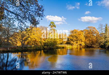 Panoramablick über den Winkworth Arboretum See, Godalming, Surrey, Südostengland im Spätherbst bis frühen Winter mit goldenen Herbstfarben Stockfoto