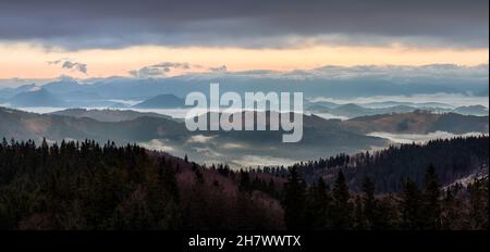 Wiesenblumen Stockfoto