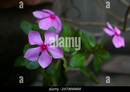 Catharanthus roseus, allgemein bekannt als Bright Eyes, Cape periwinkle, Friedhofspflanze, Madagaskar periwinkle, genannt Nayantara Blume in Bengali langue Stockfoto