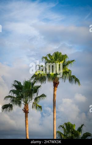 Blick auf die Palmen oben am frühen Morgen auf Grand Cayman, Cayman Islands Stockfoto