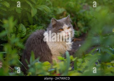 Kätzchen im Garten leckt sein Gesicht aus den Türen. Katze mit hervorstreckenden Zungen. Stockfoto