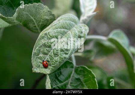 Marienkäfer auf einem grünen Blatt eines Apfelbaums. Dieses Insekt zerstört schädliche Insekten - Blattläuse und Spinnmilben. Hilft bei der Schädlingsbekämpfung. Stockfoto