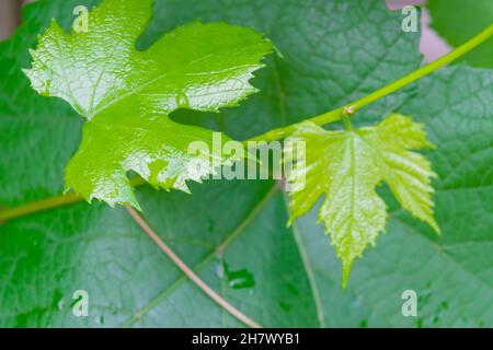 Junge Reben nach einem Frühlingsregen im Garten. Stockfoto