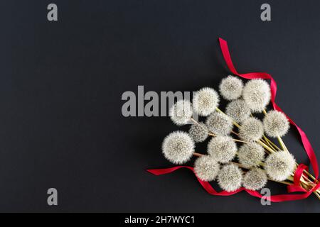Auf dunklem Grund ein Bouquet aus weißen, flauschigen Dandelionen mit einem roten Satinband. Das Konzept eines Geschenks, Herzlichen Glückwunsch. Stockfoto