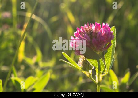 Rosa Kleeblatt Blume auf einer Sommerwiese am Abend im Licht der untergehenden Sonne. Stockfoto