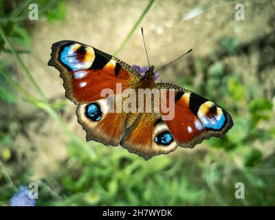 Das Pfauauauauge ist ein heller europäischer Schmetterling mit gefleckten Augen auf seinen Flügeln. Eine Unterfamilie von echten Nymphomen. Horizontales Foto. Stockfoto