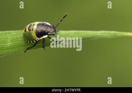 Die grüne Shieldbug-Nymphe (Palomena prasina) kriecht am Grashalm entlang. Tipperary, Irland Stockfoto