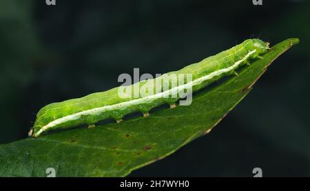 Hebräische Character Motte Raupe (Orthosia gothica) in Ruhe auf Weidenblatt. Tipperary, Irland Stockfoto