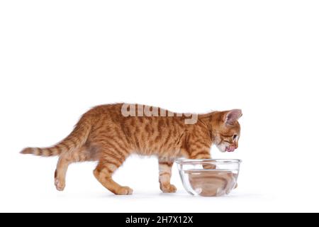 Niedliche kleine rote Hauskatze, die mit Wasser von der Glasschale weg läuft. Lecken Gesicht mit rosa Zunge. Suche von der Kamera aus. Isoliert auf weißem Hintergrund Stockfoto