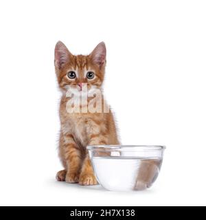Nette kleine rote Hauskatze, die hinter einer mit Wasser gefüllten Glasschale sitzt. Blick auf die Kamera. Isoliert auf weißem Hintergrund. Stockfoto