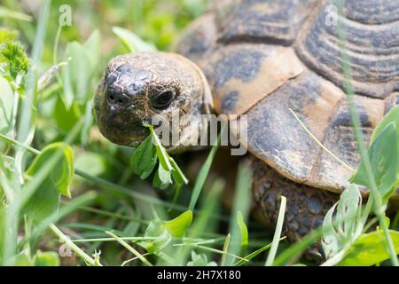 Griechische Landschildkröte, Landschildkröte, Schildkröte, Testudo hermanni, Testudo hermanni boettgeri, Hermanns Schildkröte, griechische Schildkröte, La Tortue Stockfoto