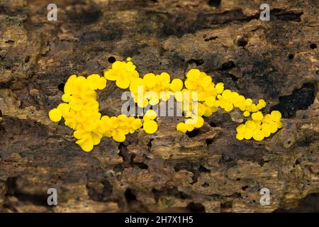 Bisporella citrina Pilz, allgemein bekannt als gelbe Fairy Cups oder Zitronen-Discos, wächst auf verrottertem Holz in einem Wald in den Mendip Hills, Somerset, England. Stockfoto