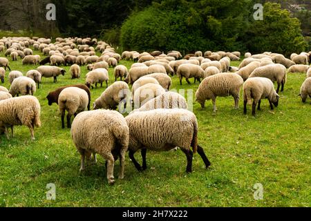 Schafe Auf der Weide Stockfoto