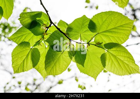 Die kleinen Linden Blätter auf den Baumzweigen der Linden oder des Tilia-Baumes in Richtung zum klaren weißen wolkigen Himmel, im Garten am sonnigen Frühlingstag Stockfoto