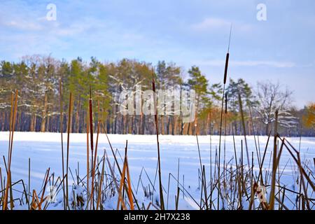 Schilf, gefrorener See und Wald an einem sonnigen Tag Stockfoto