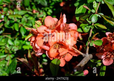 Zarte Orangenblüten des Chaenomeles japonica-Strauches, allgemein bekannt als japanische Quitte oder Maule-Quitte in einem sonnigen Frühlingsgarten, wunderschöne Japanes Stockfoto