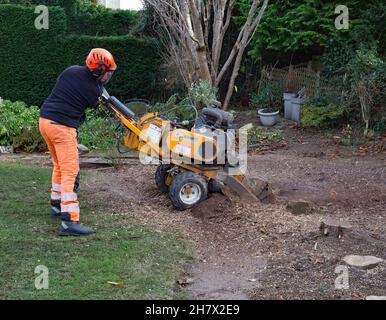 Baumstümpfe in einem Garten entfernen Stockfoto