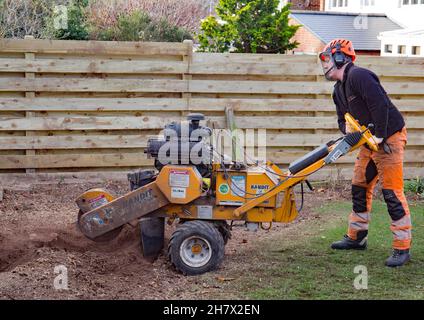 Baumstümpfe in einem Garten entfernen Stockfoto