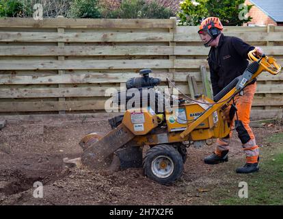 Baumstümpfe in einem Garten entfernen Stockfoto