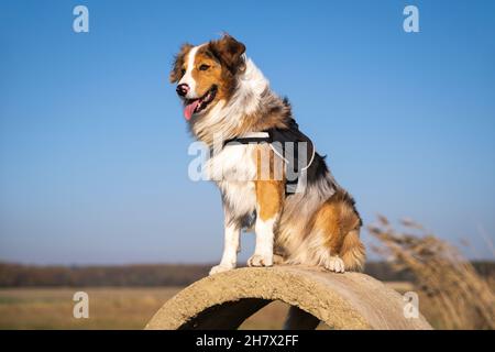 Rettungshund in einem Geschirr, das auf einem Betonring sitzt und auf eine Aktion wartet Stockfoto