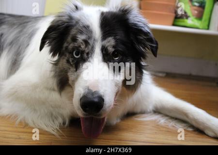 Border Collie mit Heterochromie Stockfoto