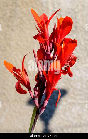 Rote Blüten der Canna Indica, allgemein bekannt als Indian Shot, African ARROWRoot, essbare Canna, Purple ARROWRoot oder Sierra Leone ARROWRoot, in weichem Fokus Stockfoto