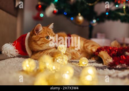 Ingwer-Katze trägt den Weihnachtsmann-Hut unter dem Weihnachtsbaum und spielt zu Hause mit Lichtern und Lametta. Weihnachts- und Neujahrskonzept Stockfoto