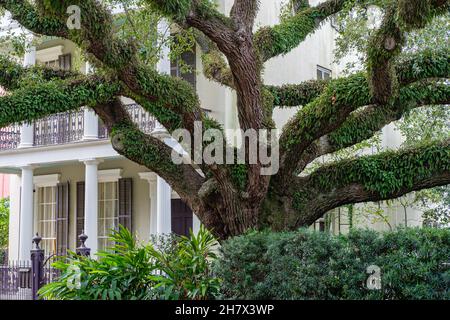 NEW ORLEANS, LA - 2. DEZEMBER 2020: Weitläufige lebende Eiche vor dem Herrenhaus im Lower Garden District Stockfoto