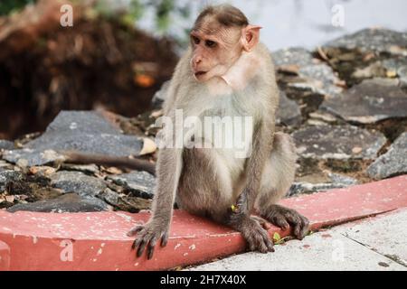 (macaca radiata) Ein Affe sitzt auf dem Boden Stockfoto