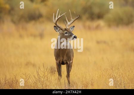 Weißschwanzhirsch während der Novemberrute Stockfoto