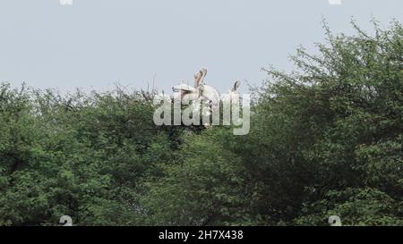 Pelikane auf einem Baum Stockfoto