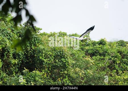 Der Langhalskran (Anastomus ascidans) des Asian Open Bill Bird fliegt Stockfoto