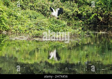 Der langhalsige Kranich des asiatischen Vogels mit offenem Billing breitet seine Flügel über dem grünen Mosaik aus (Anastomus ascidans) Stockfoto