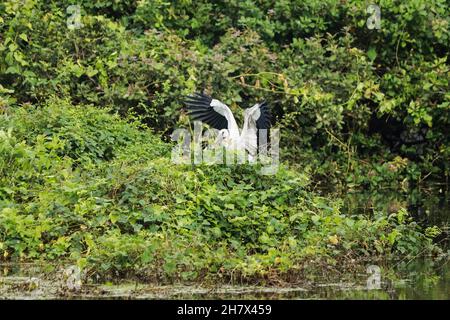 Der langhalsige Kranich des asiatischen Vogels mit offenem Billing breitet seine Flügel über dem grünen Mosaik aus (Anastomus ascidans) Stockfoto