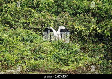 Der langhalsige Kranich des asiatischen Vogels mit offenem Billing breitet seine Flügel über dem grünen Mosaik aus (Anastomus ascidans) Stockfoto