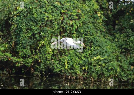 Der Langhalskran des asiatischen Vogels fliegt mit einer kleinen Pflanze im Maul vor hellgrünem Hintergrund (Anastomus ascidans) Stockfoto