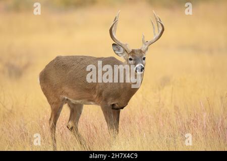 Weißschwanzhirsch während der Novemberrute Stockfoto