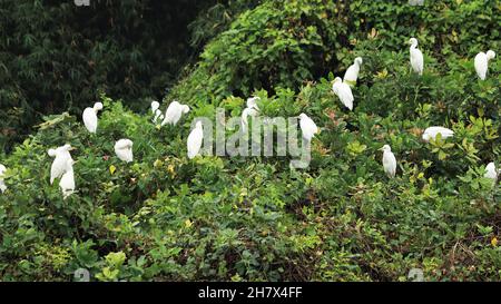 Weiße Kraniche stehen auf Reben aus grünem Mosaik Stockfoto