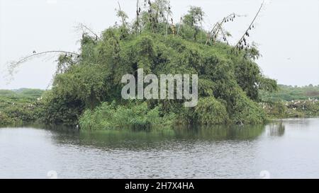 Bambusbaum grüne Mosaikreben, die in der Mitte des Wassers groß werden Stockfoto