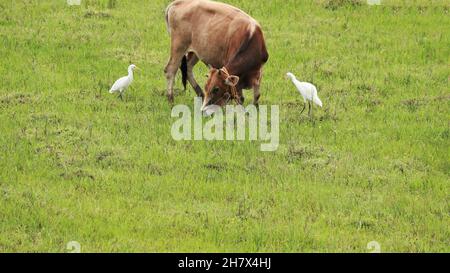 Außerhalb des grünen Mosaikgrases steht eine Kuh mit zwei weißen Kranichen Stockfoto