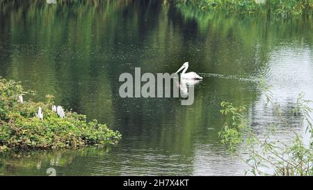 Pelikanvögel schwimmen im Wasser Stockfoto