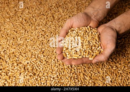 Holzpellets in den Händen. Grüne Energie, Biomasse Stockfoto