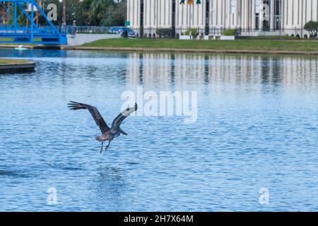 Brown Pelican im Flug auf Bayou St. John Stockfoto