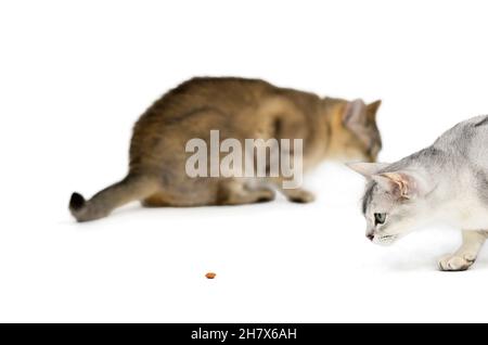 Porträt zweier burmilla-Katzen, silber und golden, isoliert auf Weiß. Auf dem Boden liegen Leckerbissen Stockfoto